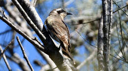 Image of Black-eared Cuckoo