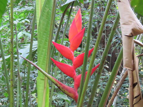 Image of Heliconia uxpanapensis C. Gut. Báez