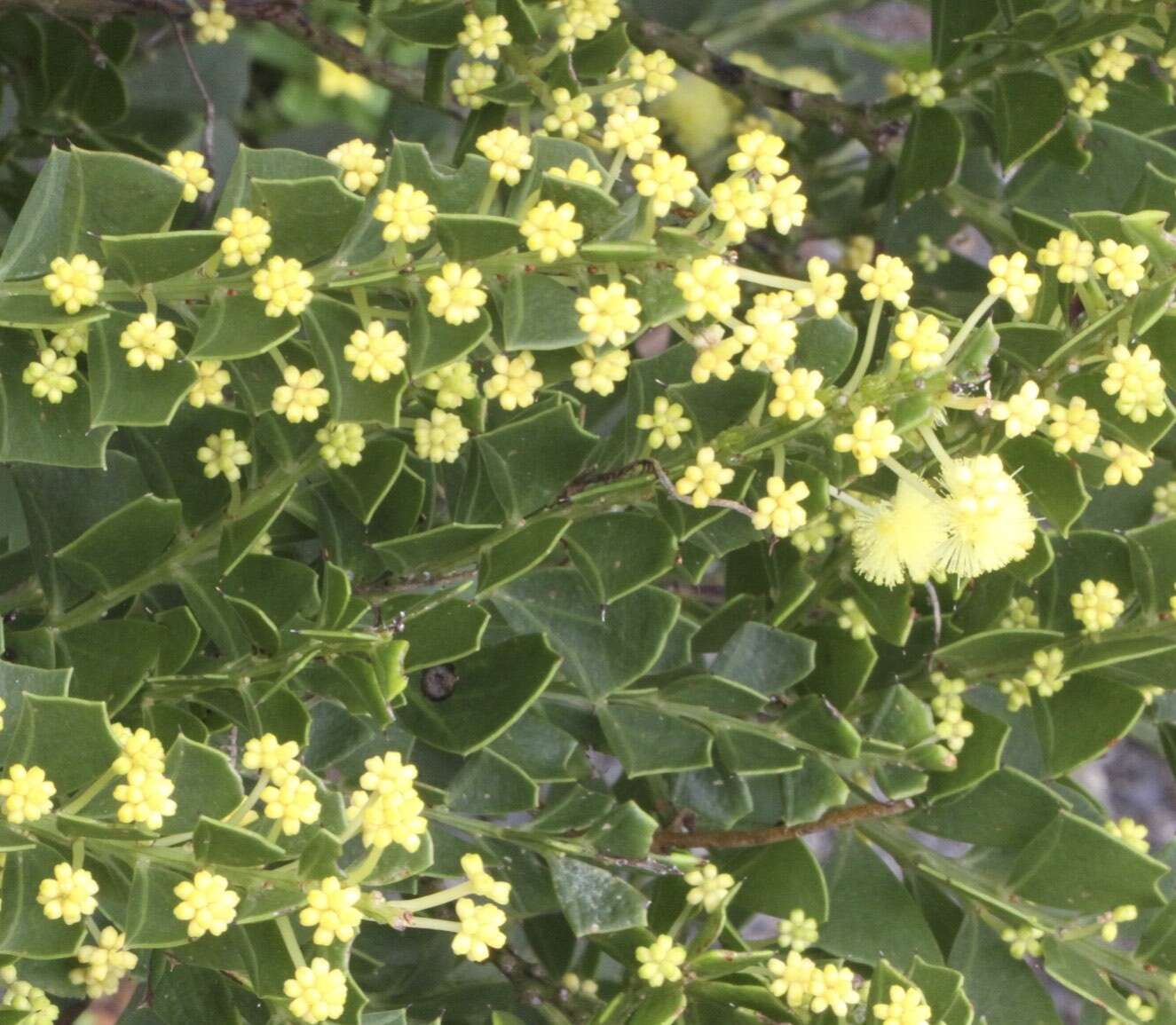 Acacia littorea Maslin的圖片