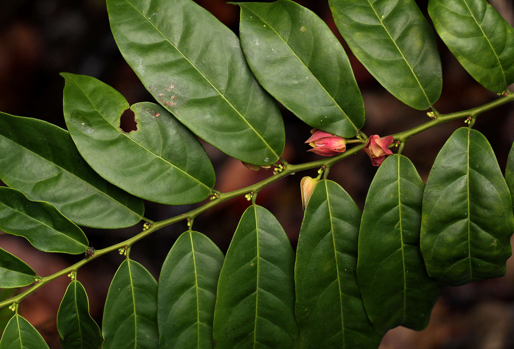 Image of Heisteria parvifolia Sm.