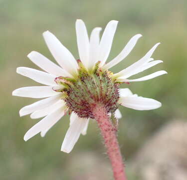 Image de Afroaster erucifolius (Thell.) J. C. Manning & Goldblatt