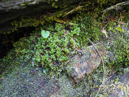 Image of naked rhizomnium moss