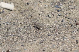 Image de Cicindela (Cicindela) hirticollis couleensis Graves 1988