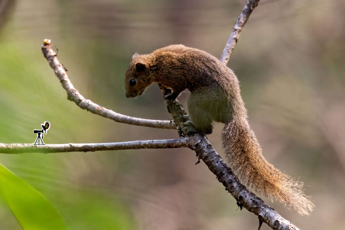 Image of Orange-bellied Himalayan Squirrel