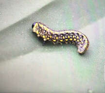 Image of Introduced Pine Sawfly