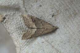 Image of White-line snout moth