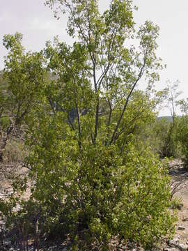 Imagem de Neopringlea integrifolia (Hemsl.) S. Wats.