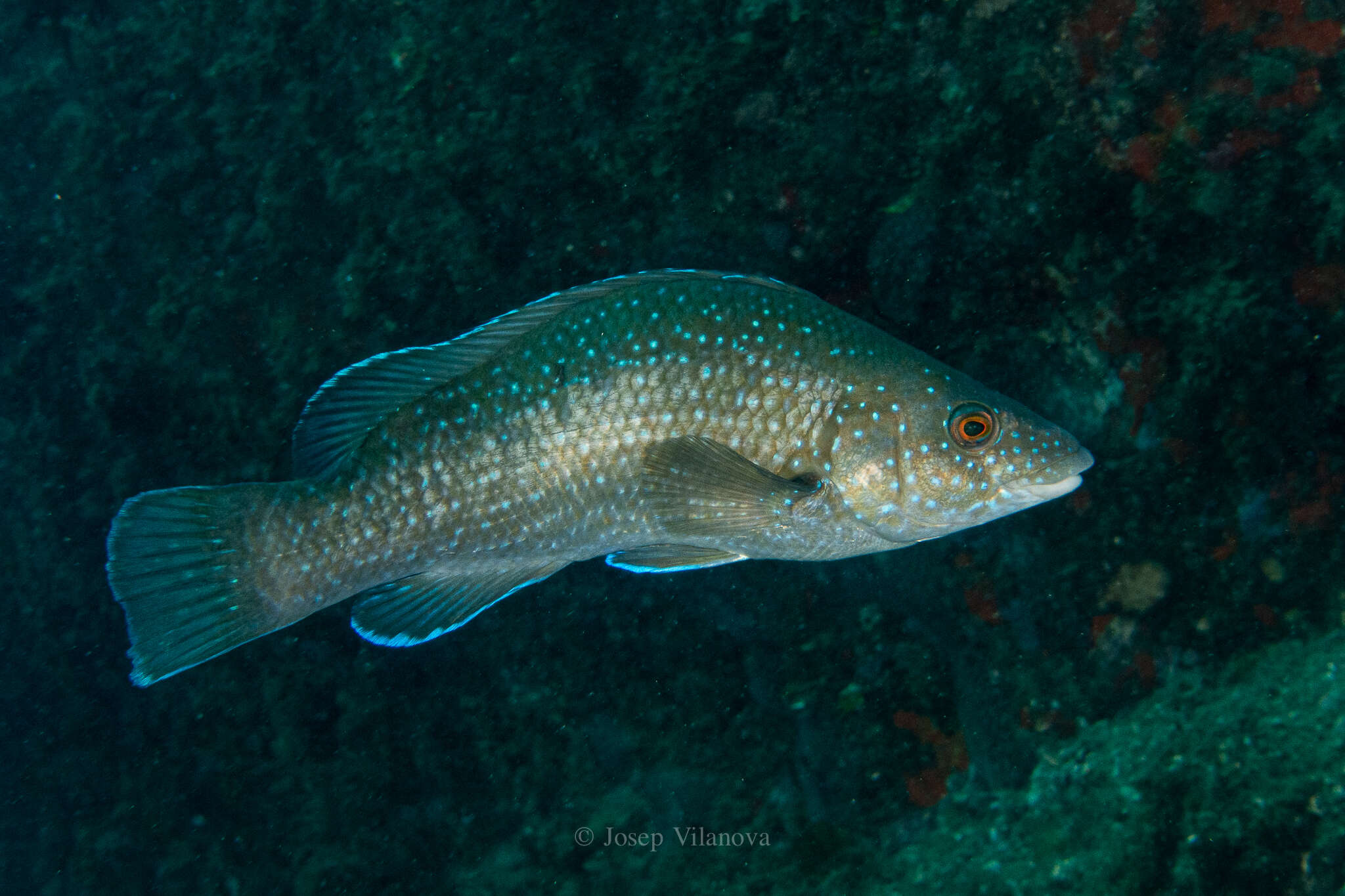 Image of Brown Wrasse