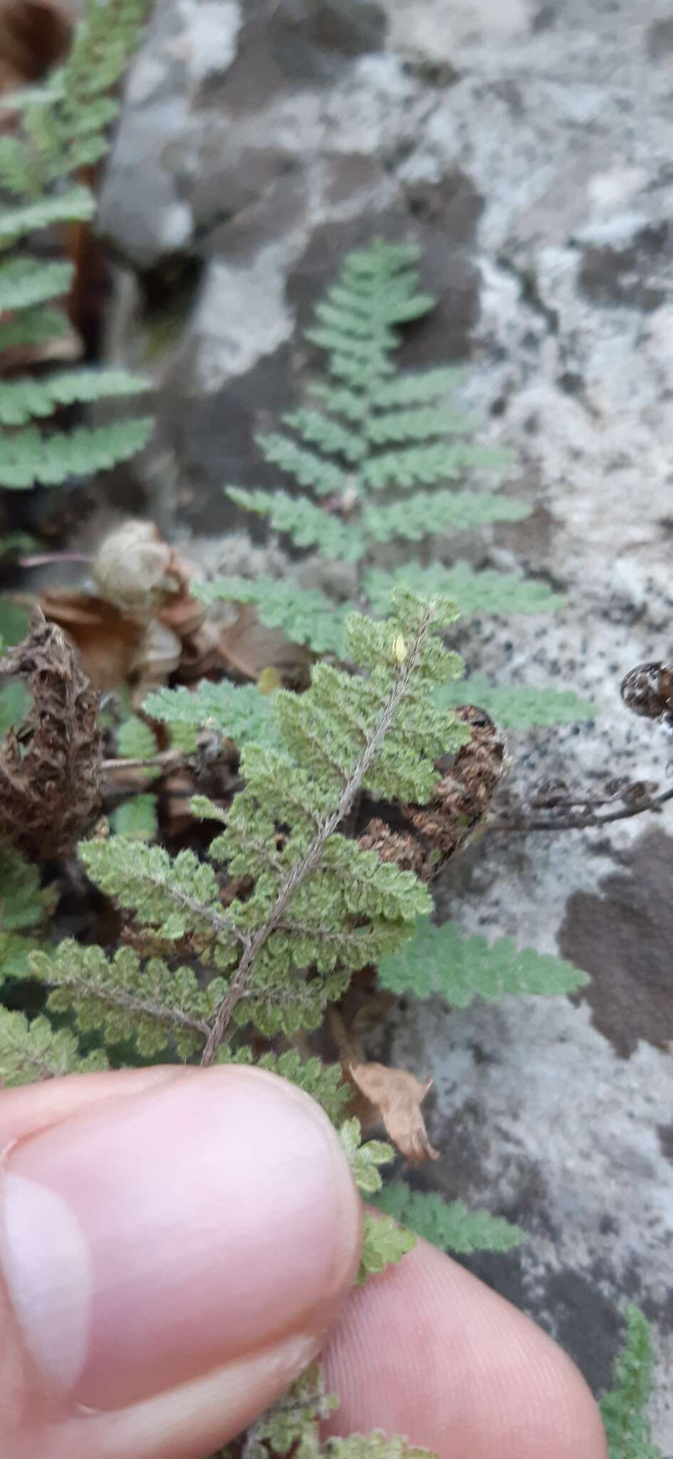 Image of Myriopteris chipinquensis (Knobloch & Lellinger) Grusz & Windham