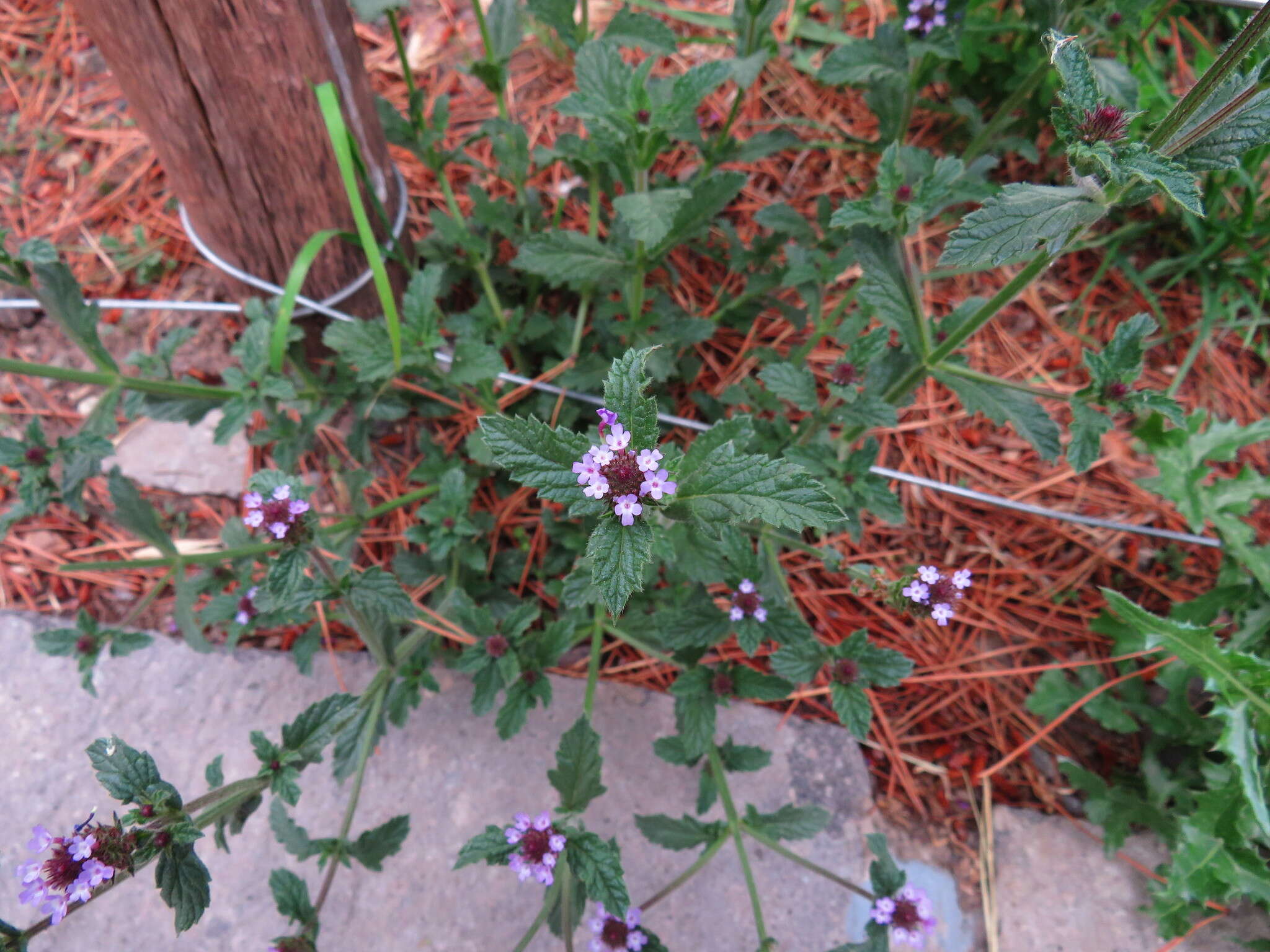 Image of Verbena hispida Ruiz & Pav.