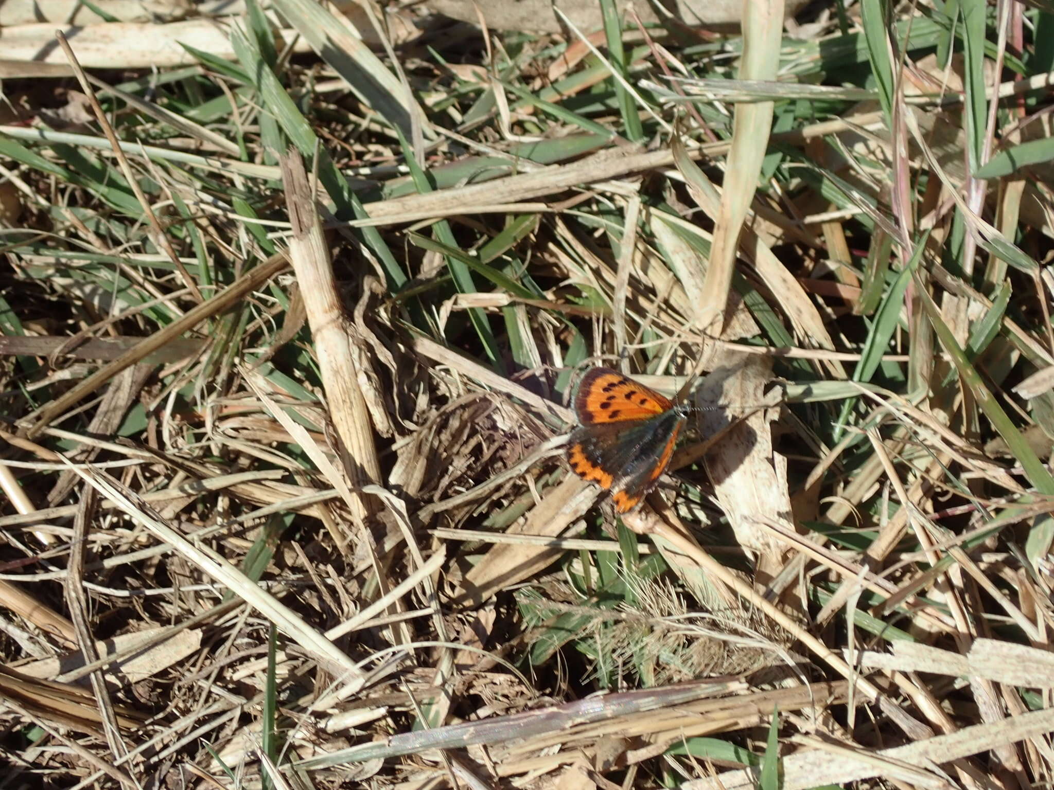 <i>Lycaena phlaeas daimio</i> resmi