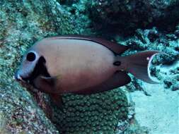 Imagem de Acanthurus tristis Randall 1993