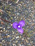 Image of Purple Flag