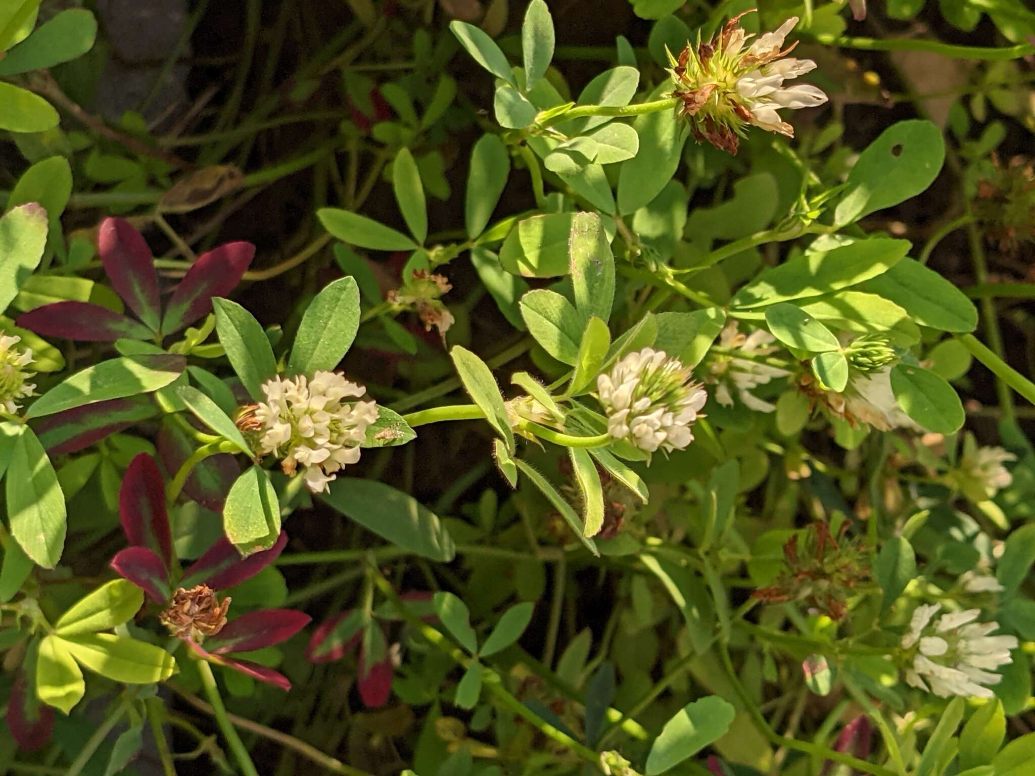 Image of Egyptian clover