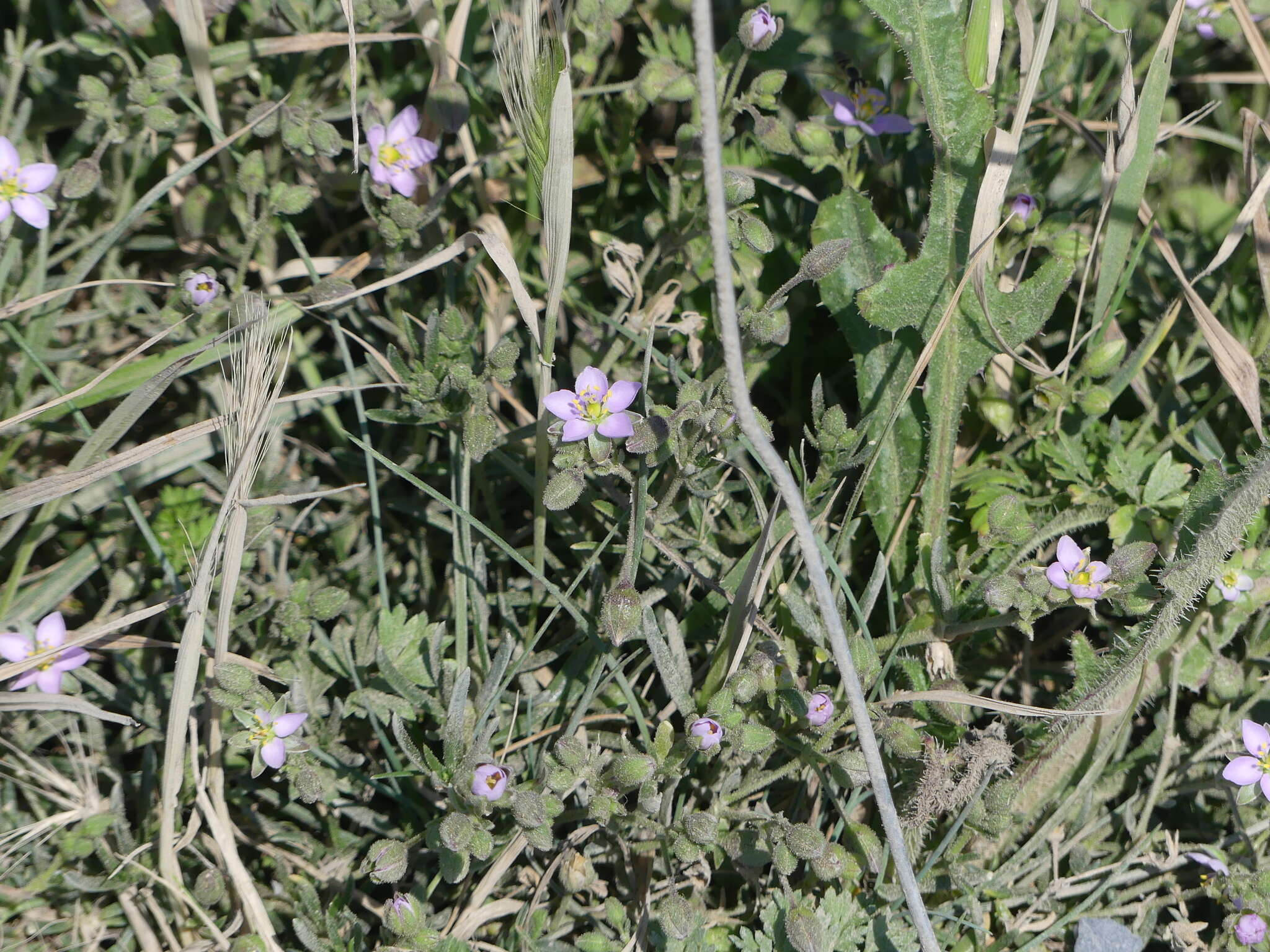 Image of Spergularia rupicola Le Jolis