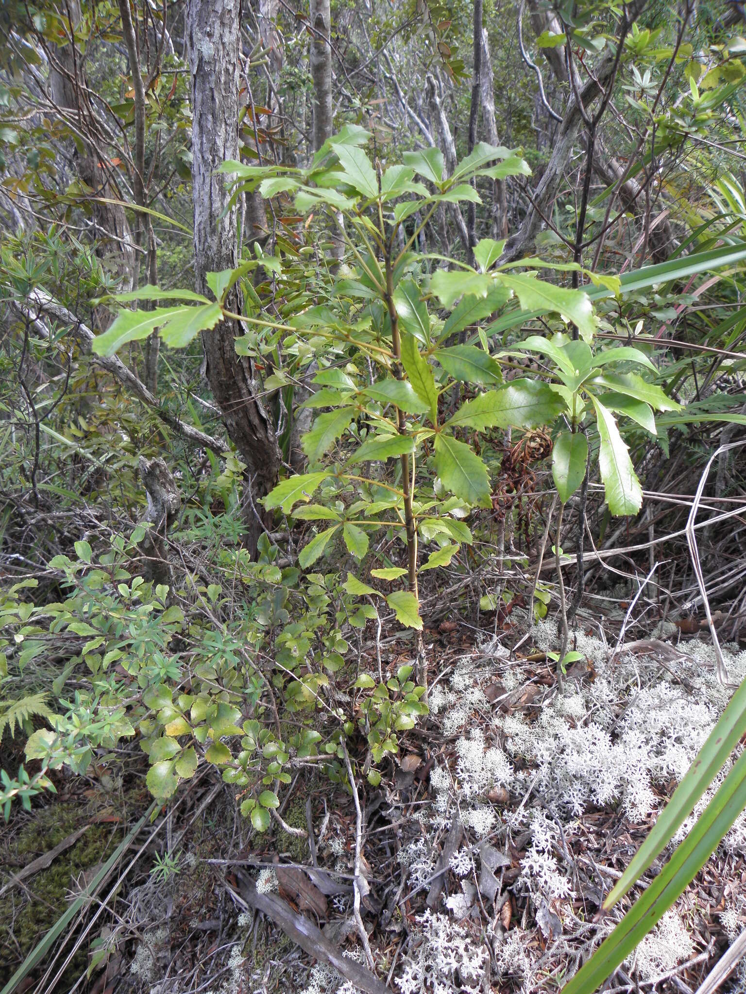 Image of Pseudopanax discolor (Kirk) Harms