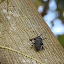 Holonotus laevithorax (White 1853) resmi