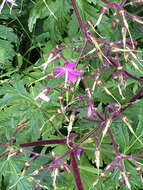 Image of Geranium reuteri Aedo & Muñoz Garm.