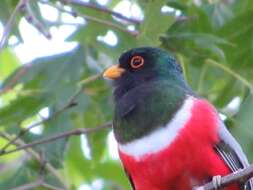 Imagem de Trogon elegans canescens Van Rossem 1934