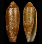 Image of Conus auratinus da Motta 1982