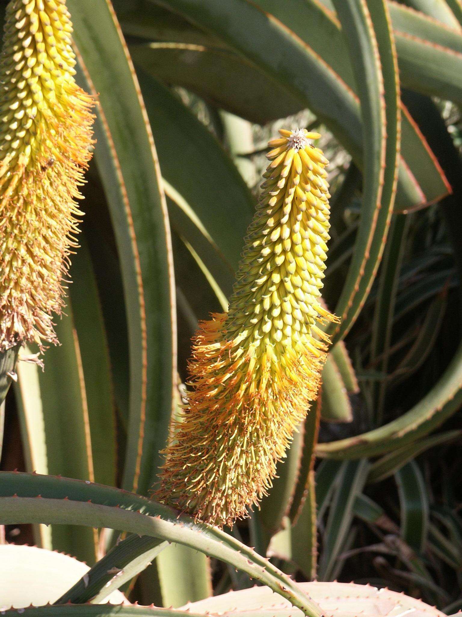 Plancia ëd Aloe thraskii Baker