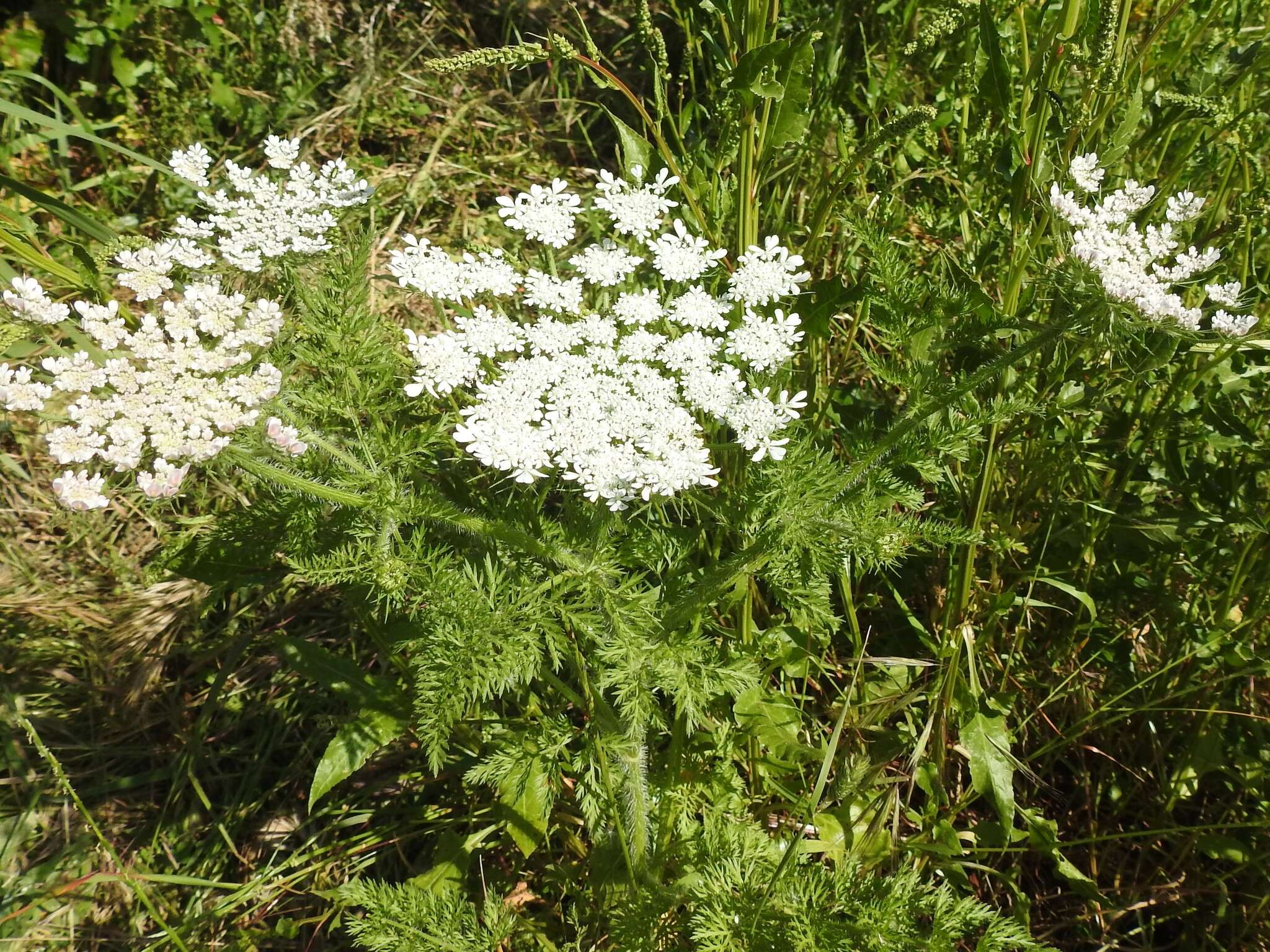 Imagem de Daucus muricatus (L.) L.