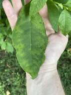 Sivun Pokeweed mosaic virus kuva