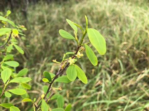 Image of Erythroxylum australe F. Müll.