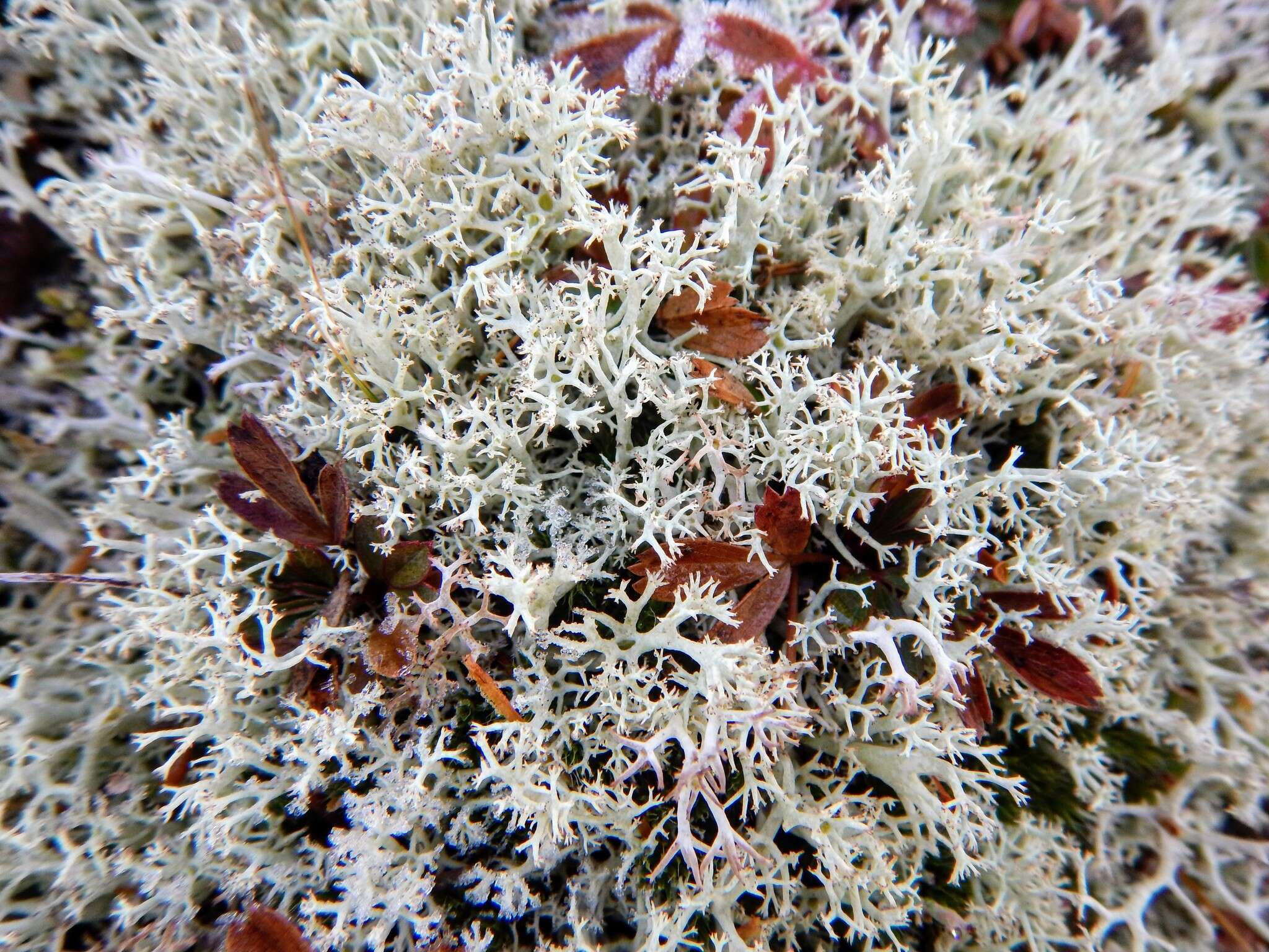 Cladonia arbuscula subsp. mitis (Sandst.) Ruoss resmi