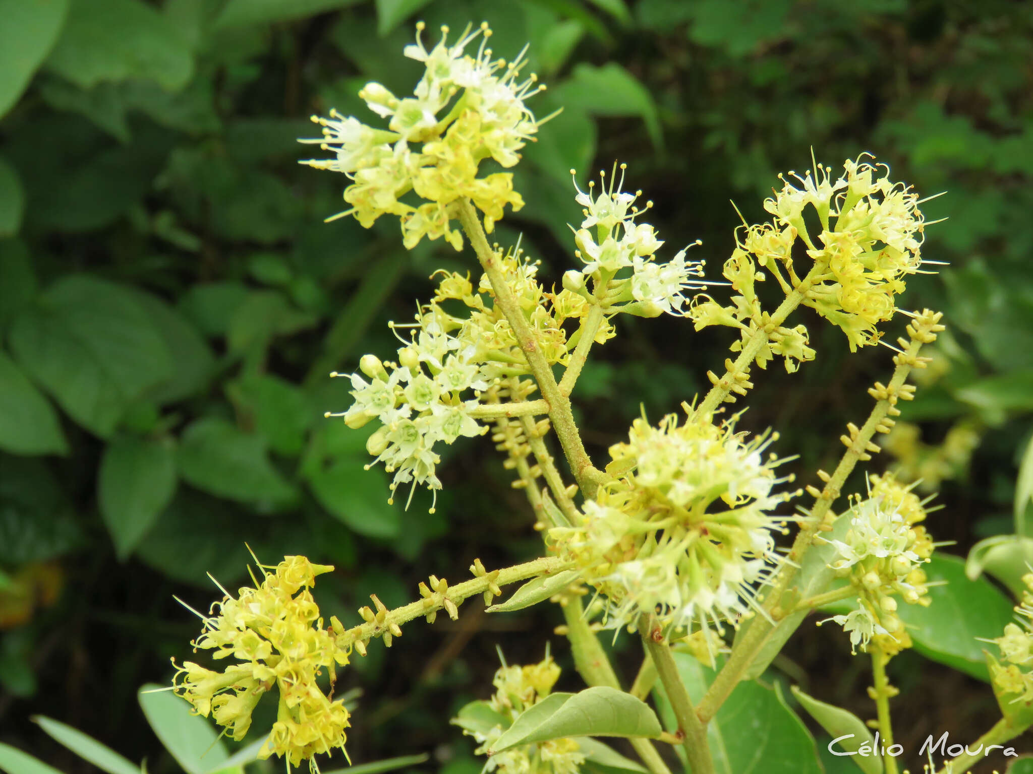 Image of Combretum leprosum Mart.