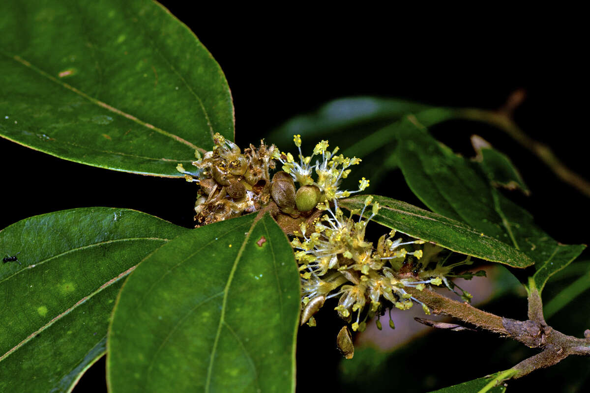 Imagem de Neolitsea dealbata (R. Br.) Merr.