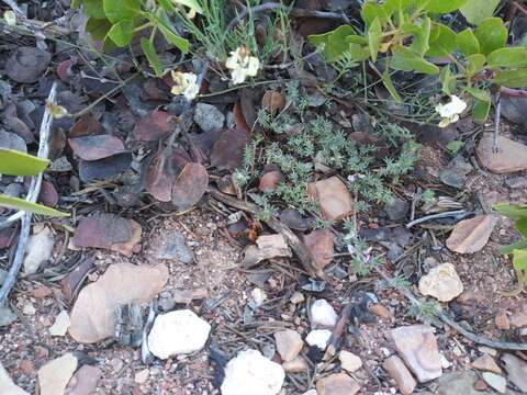 Image of spiny milkvetch