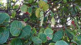 Coccoloba uvifera (L.) L. resmi