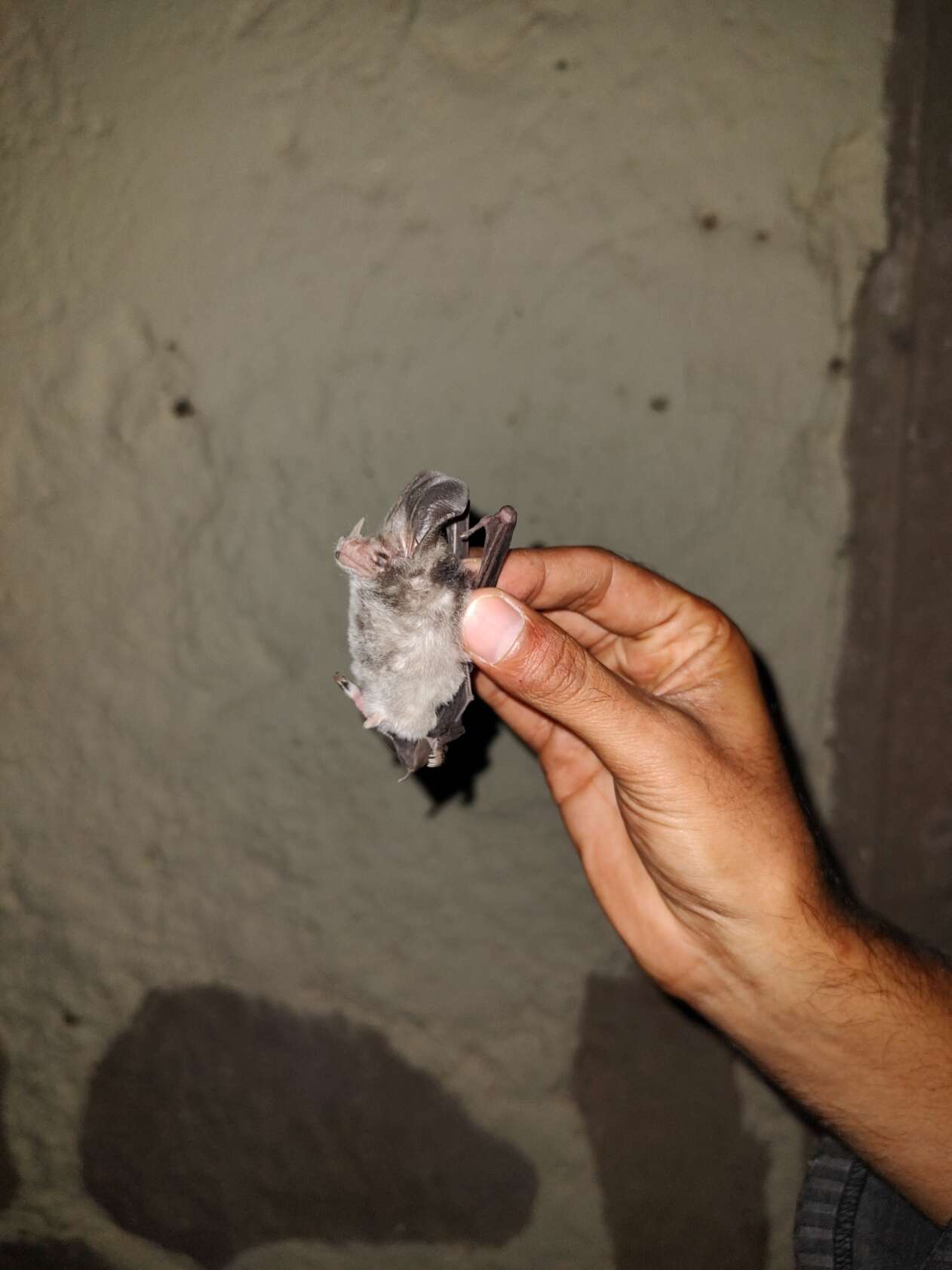 Image of Waterhouse's Leaf-nosed Bat