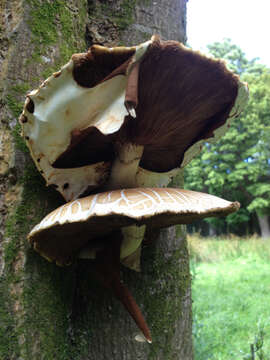 Image of Cyclocybe parasitica (G. Stev.) Vizzini 2014