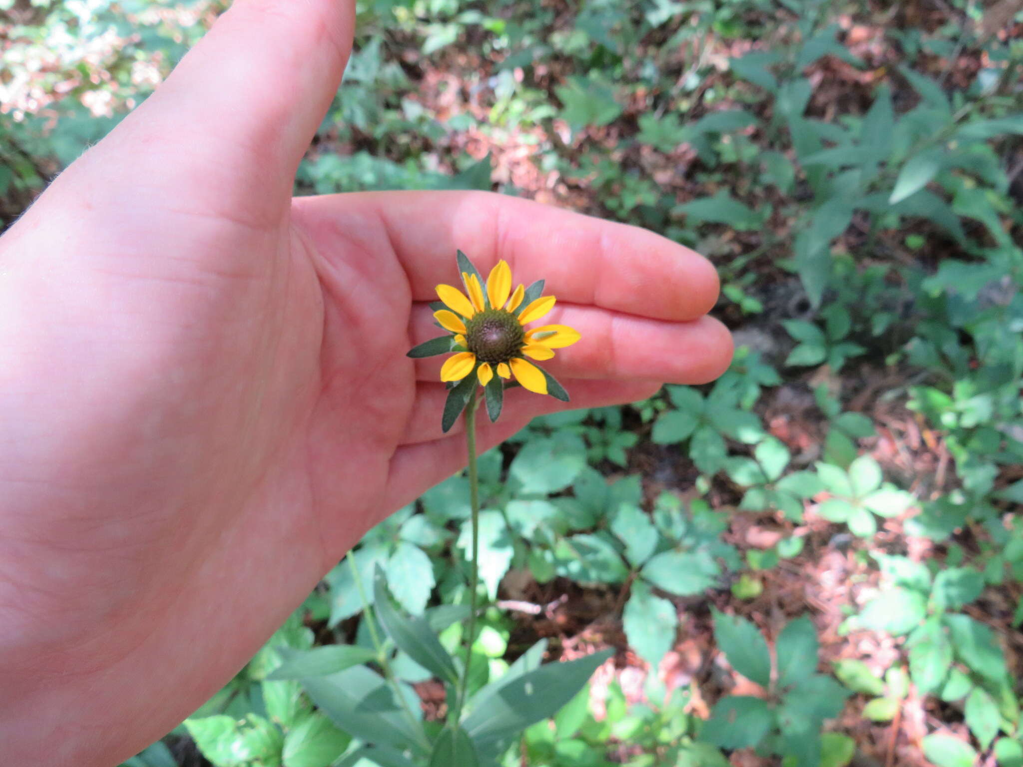 Image of Rudbeckia fulgida var. spathulata (Michx.) Perdue