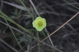 Image of Hibiscus antanossarum Baill.