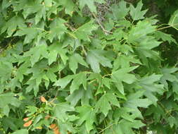 Image of Florida maple