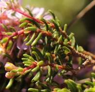 Image of Agathosma cerefolium (Vent.) Bartl. & Wendl. fil.