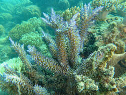 Image de Acropora echinata (Dana 1846)