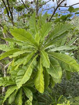 Meryta pauciflora Hemsl. ex Cheeseman resmi