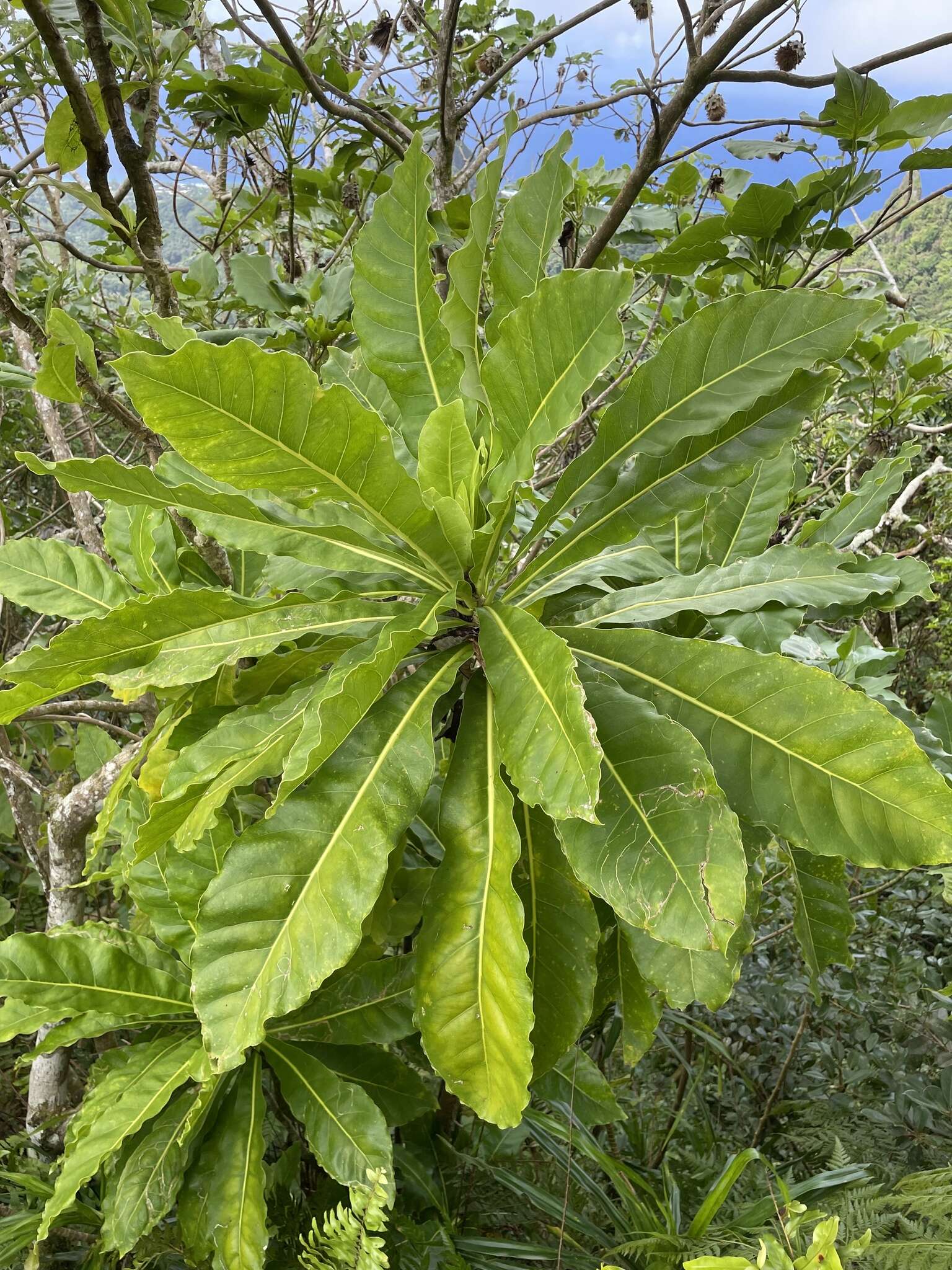 Image of Meryta pauciflora Hemsl. ex Cheeseman