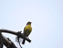 Leiothlypis ruficapilla ridgwayi (Van Rossem 1929) resmi