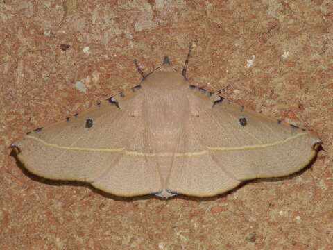 Image of Oenochroma pallida Warren 1898