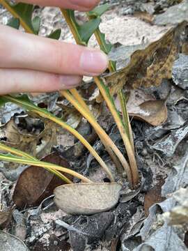 Image of Banksia repens Labill.