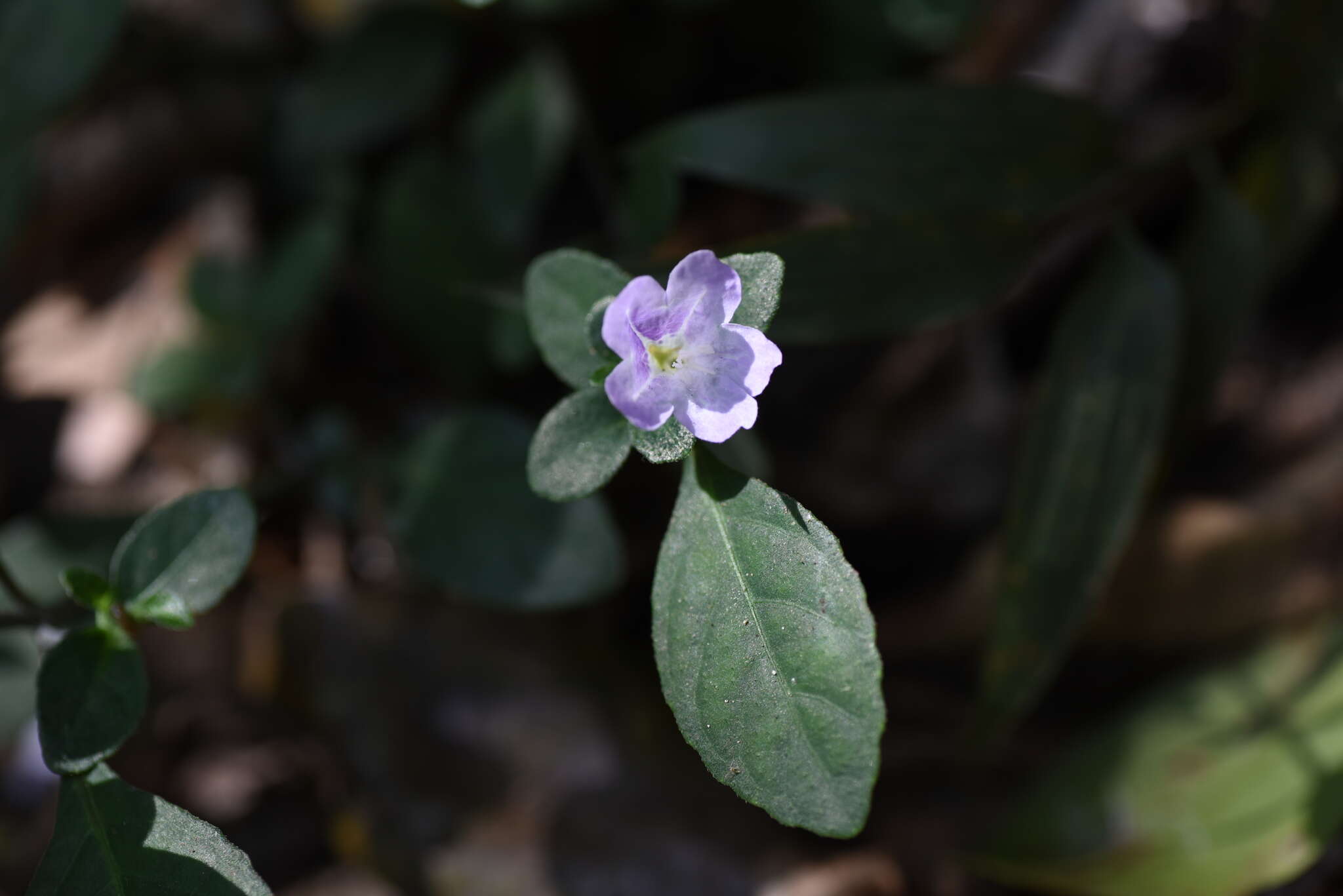 Strobilanthes tetraspermus Druce resmi