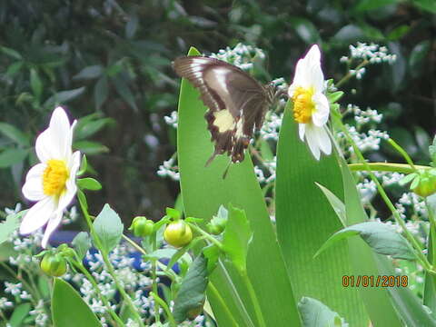 Image of Canopus Swallowtail