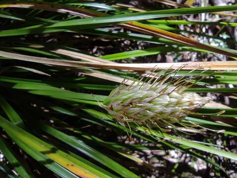 Image of Carex dolichophylla J. R. Starr