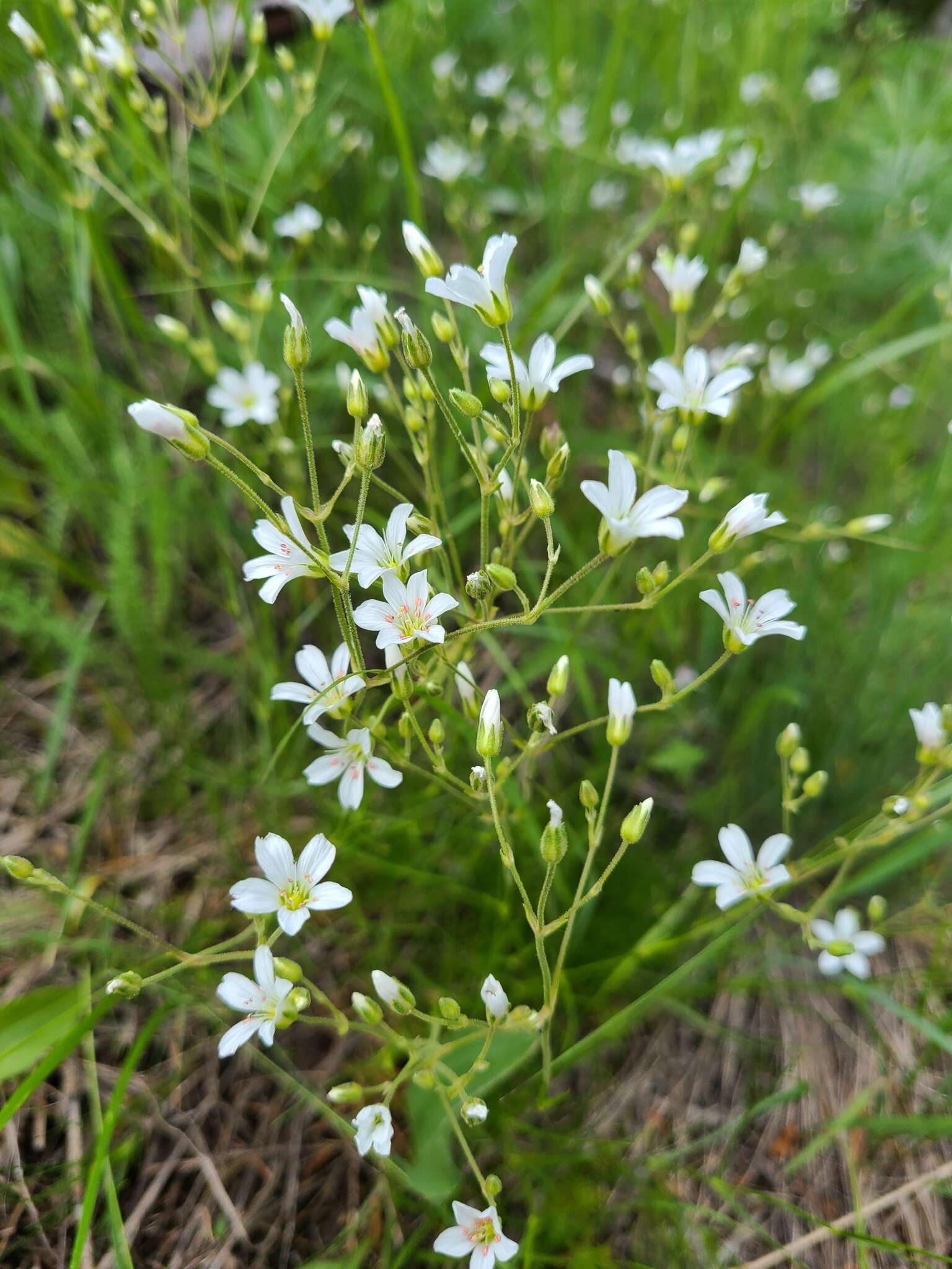 Imagem de Eremogone capillaris var. americana (Maguire) R. L. Hartman & Rabeler