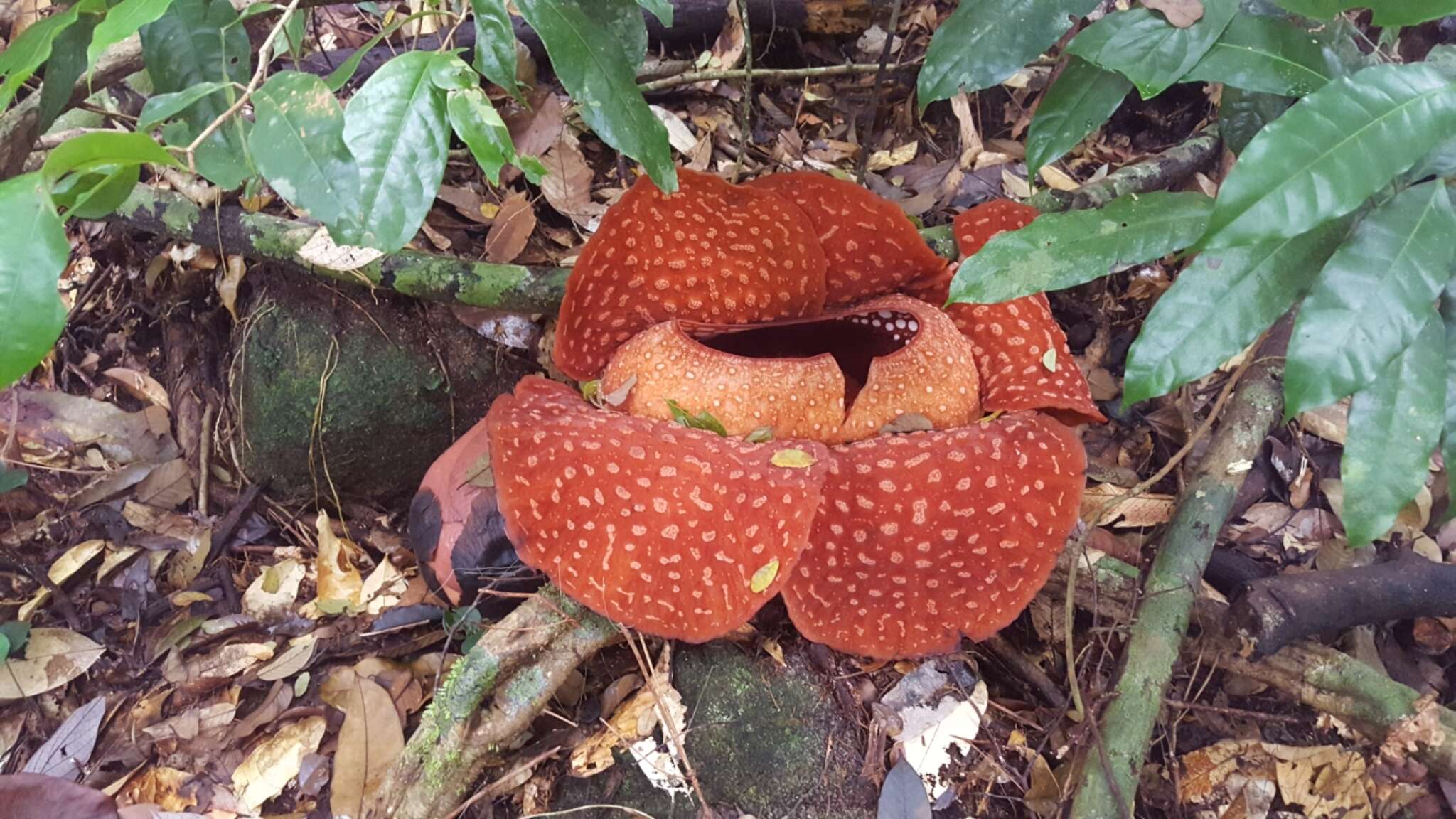 Image of Rafflesia tuan-mudae Becc.